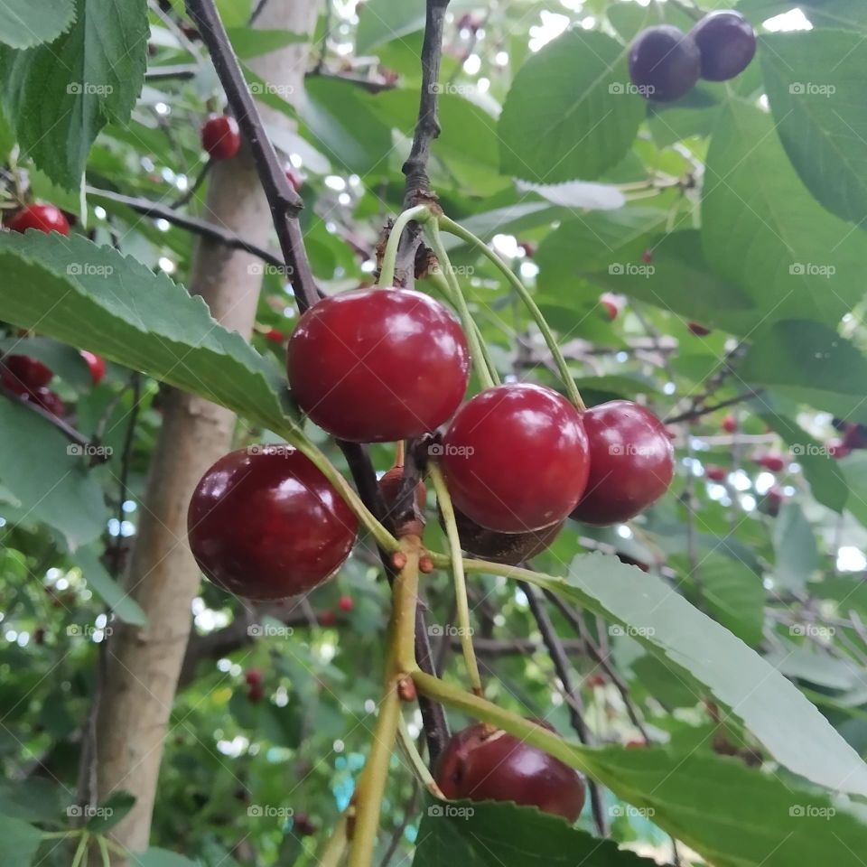 cherries