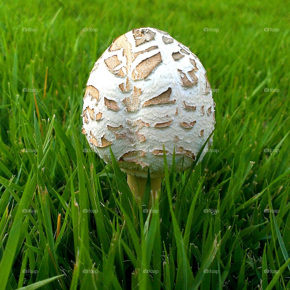 mushroom in grass