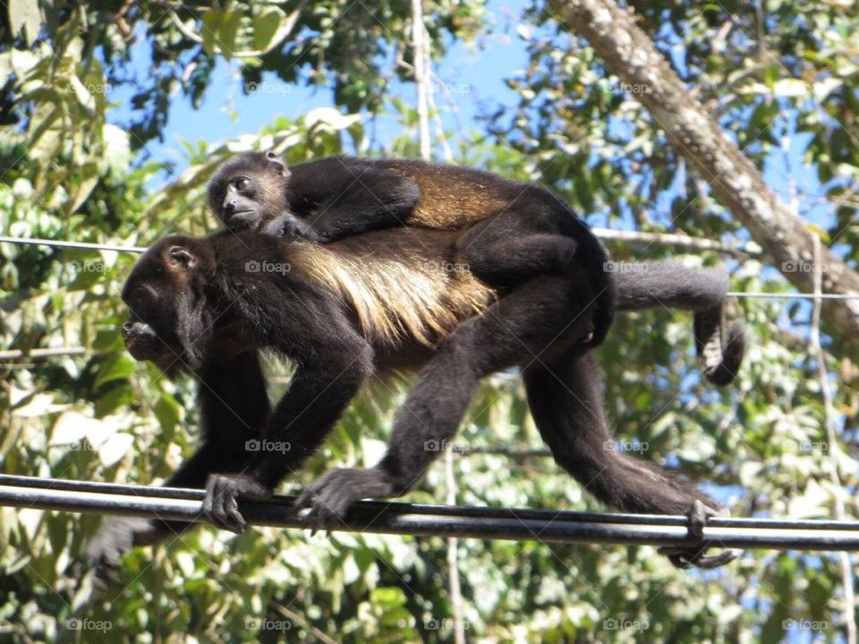 Howler with baby