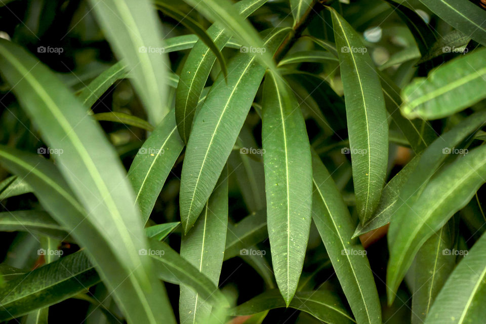 Green color story