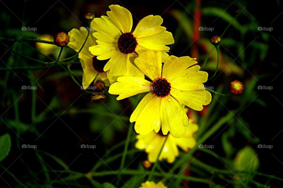 Coreopsis 