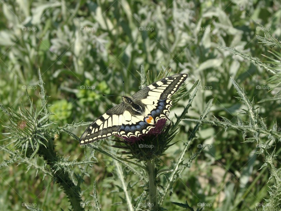 butterfly papilio machaon