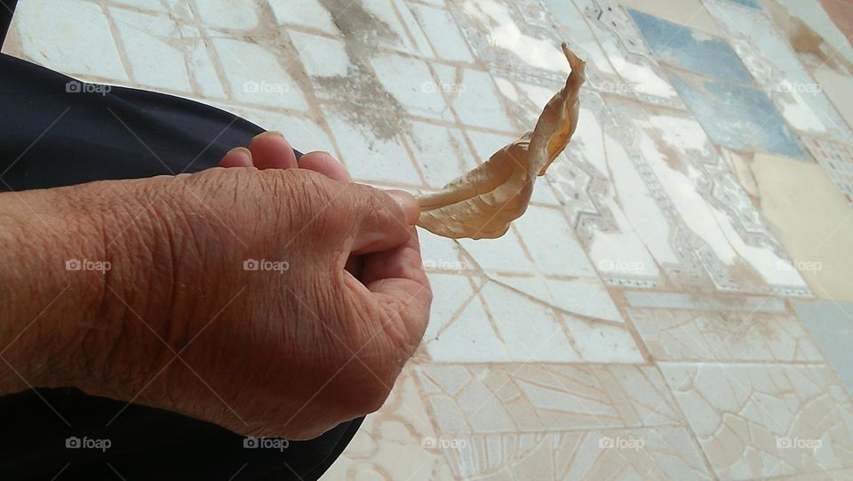 An old man's hand with a leaf of a tree.