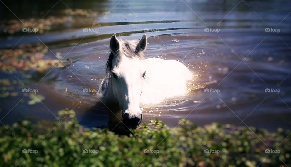 Horse Swimming