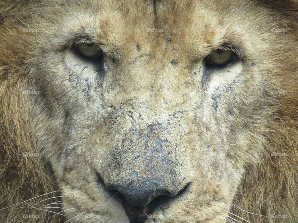close up of king lion face