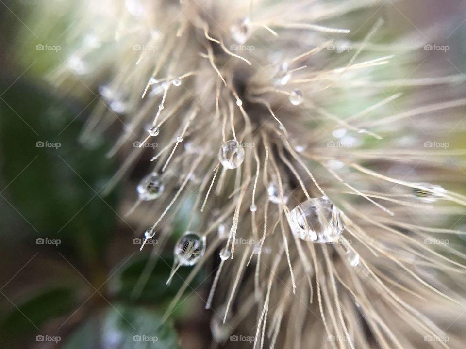 raindrops