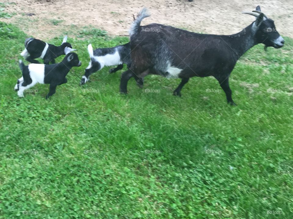 Mama goat with kids