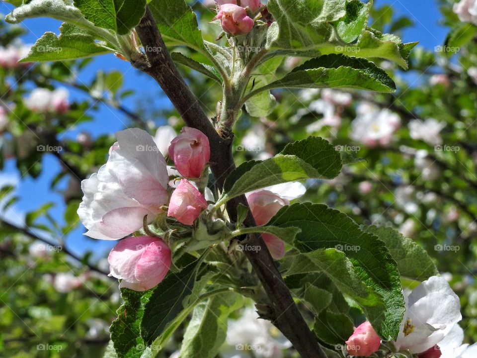 Apple blossom