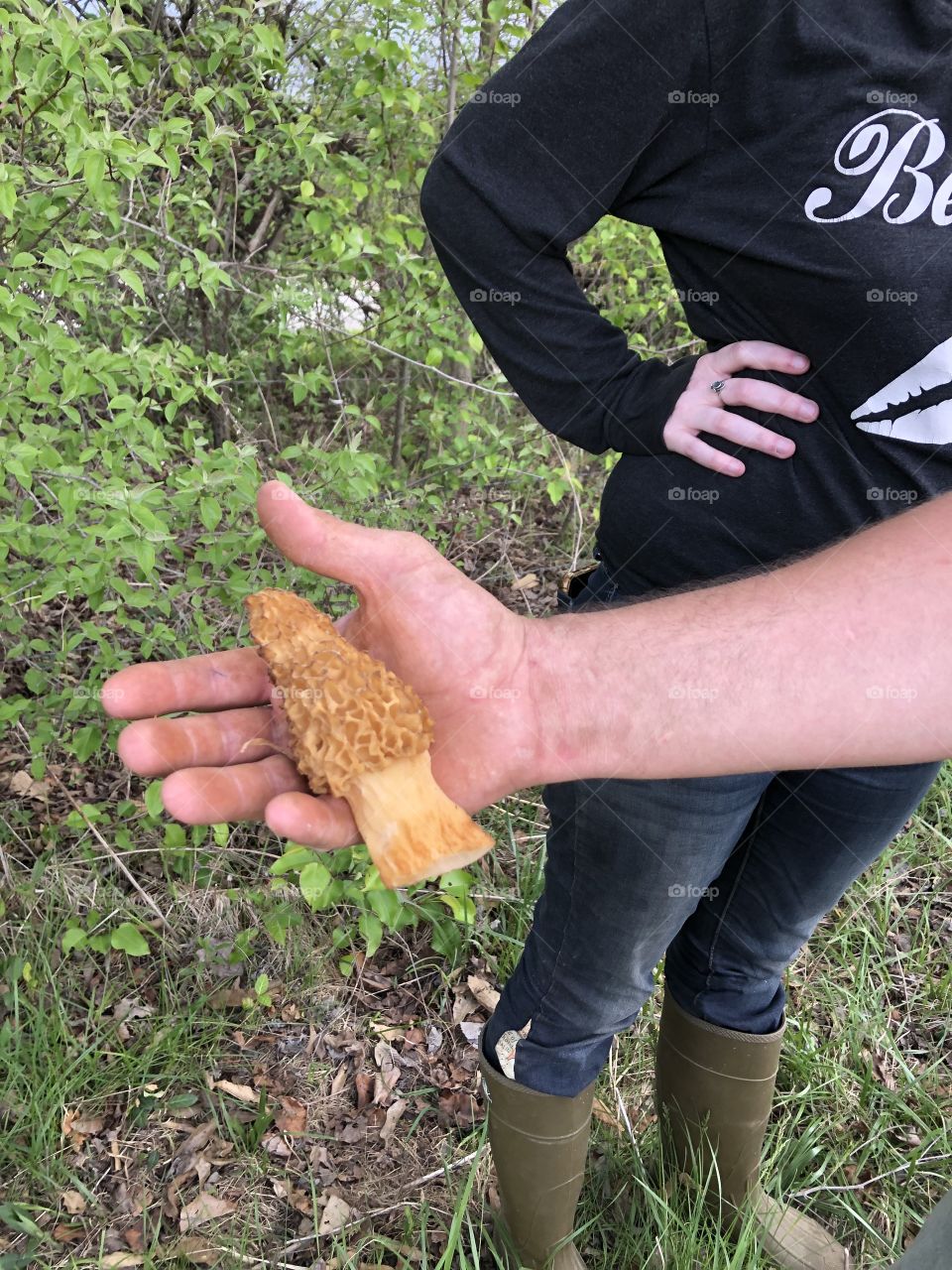 Morel, morel mushroom, mushroom, mushrooms fungus, edible, forage, foraging 
