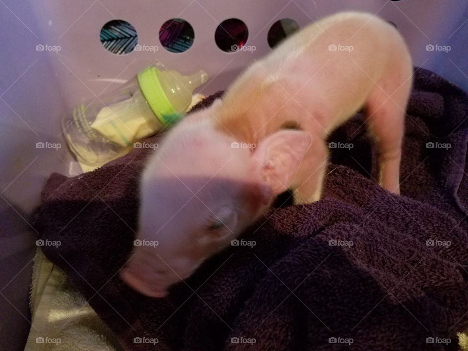 baby pig