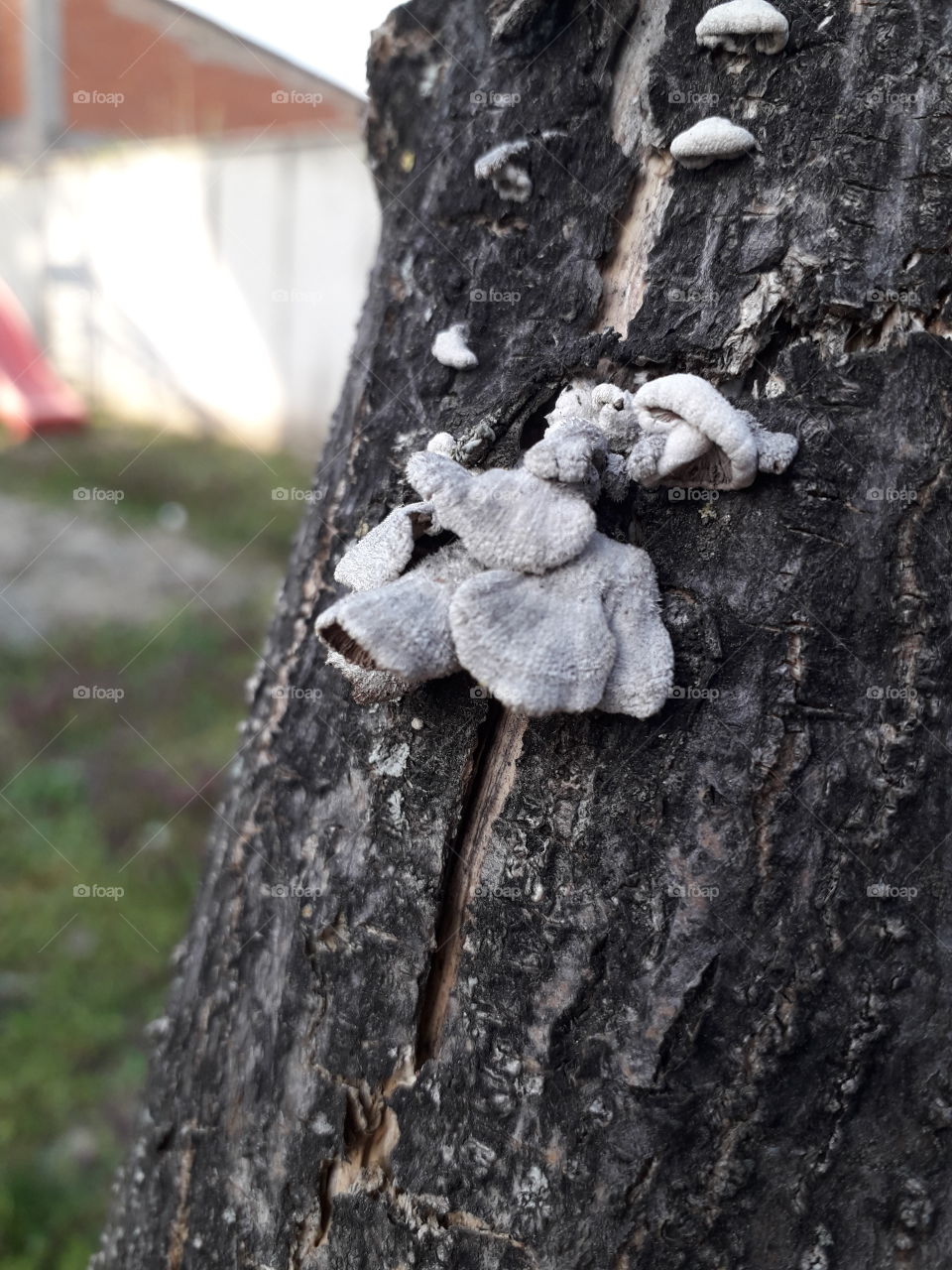 On this picture you can see mushrooms with interesting shape and look. They were on the tree in the garden at my house.