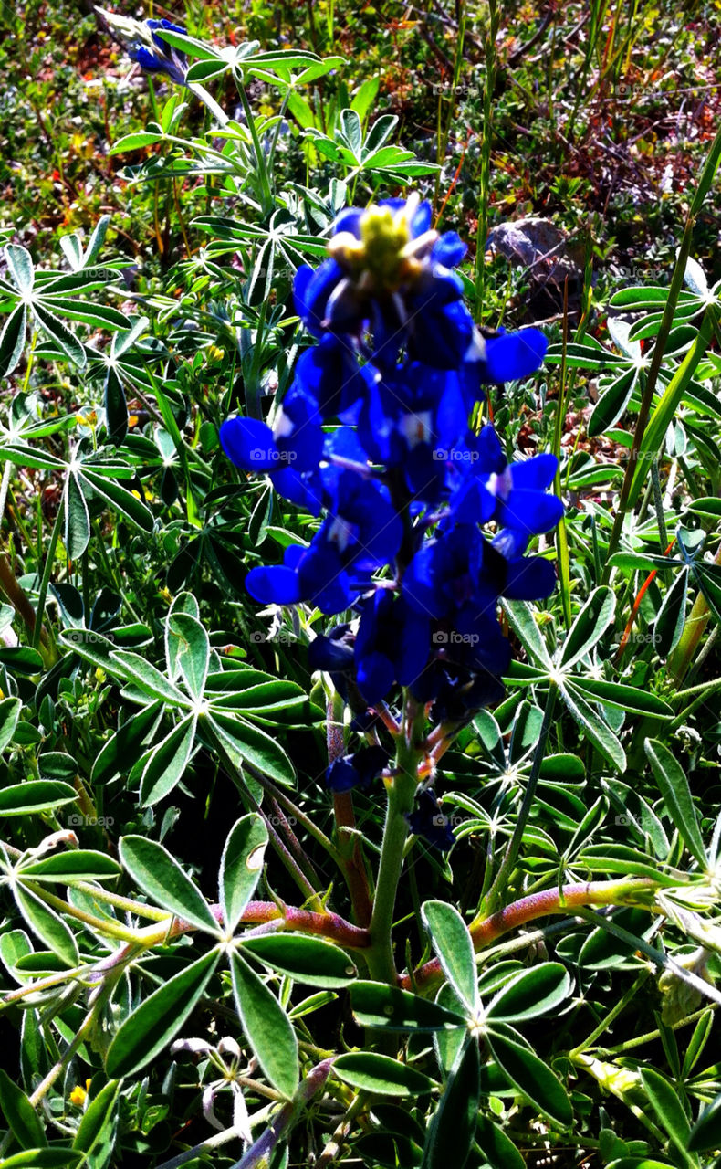 Texas Blue Bonnets in Bloom.