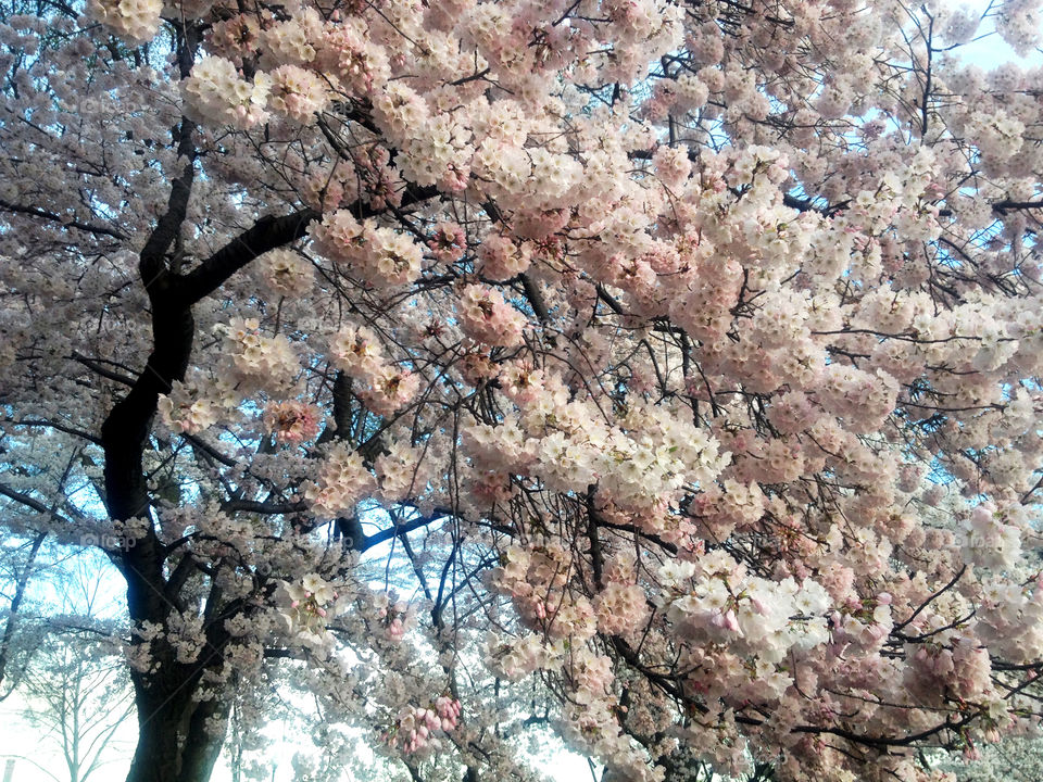 Cherry Blossom Tree. Cherry Blossom Festival in Washington DC