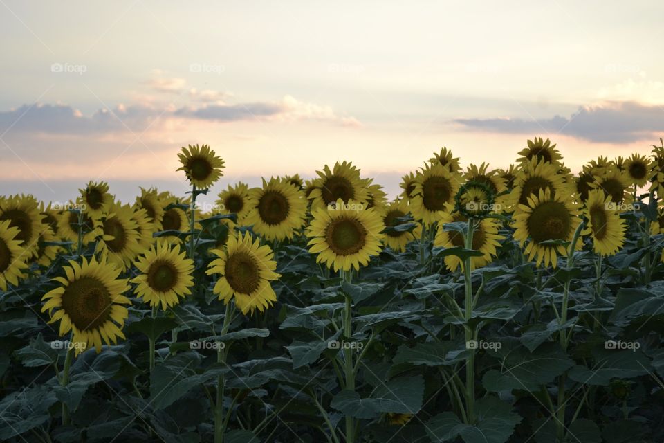 Sunflower and Sunset