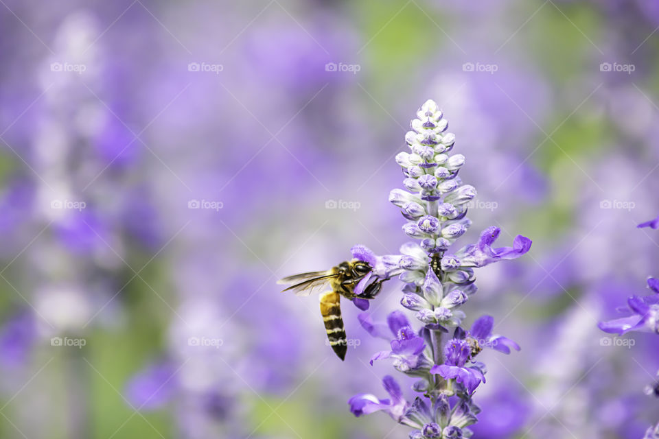 Bee on purple flowers or Lavandula angustifolia in garden