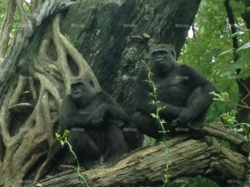 Gorillas