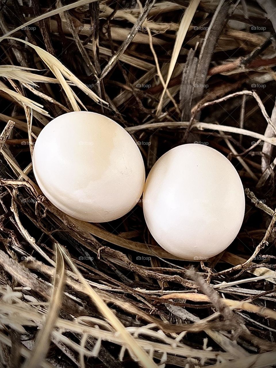 White Eggs
