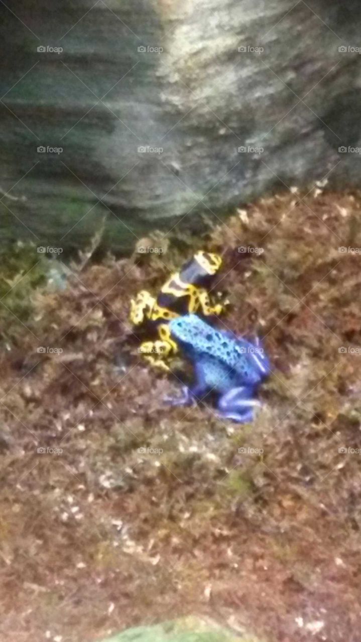 Frogs at North Carolina Zoo