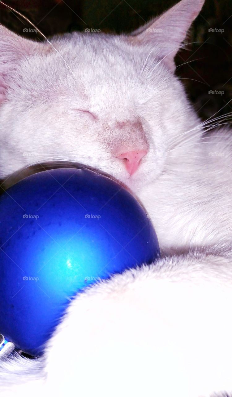 cat sleeping with blue Christmas ball decorations
