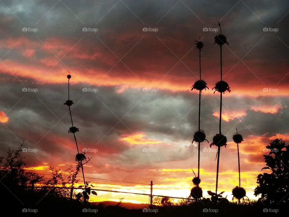 Sunset in the field,field,countryside,rural,landscape,nature,colorful, clouds,cloudy,foliage,sunset