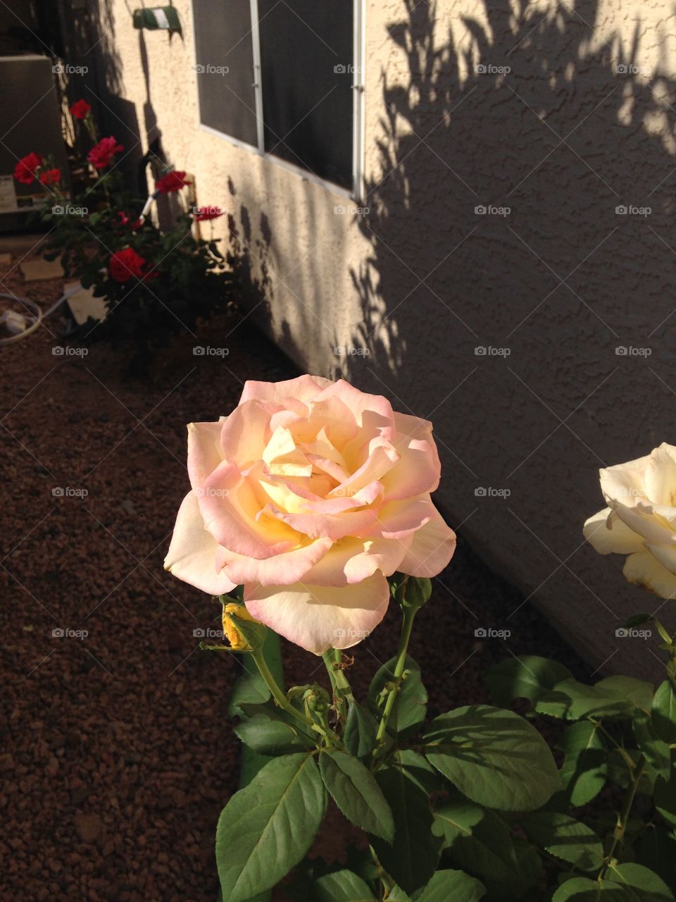 White pink rose