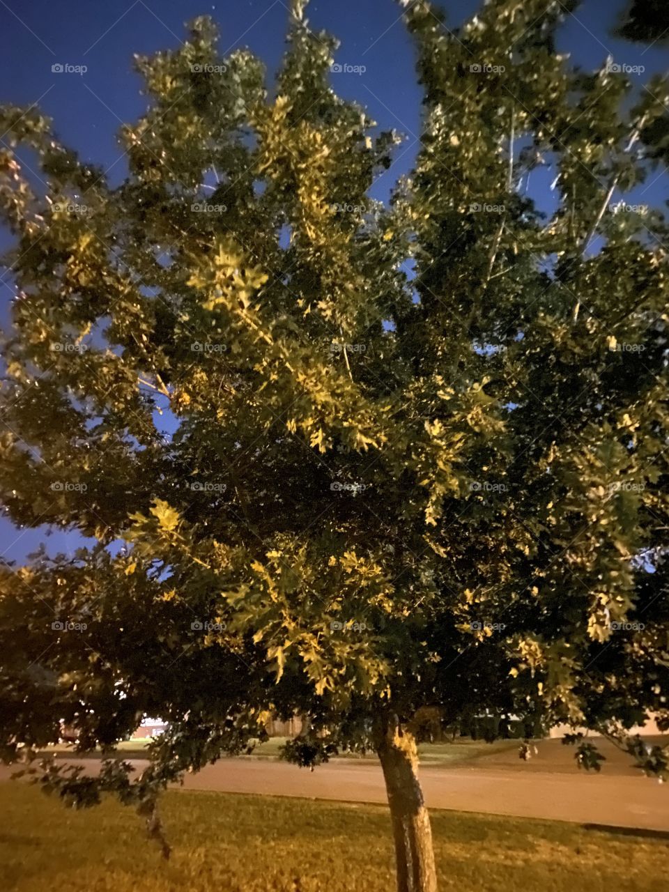Trees at night