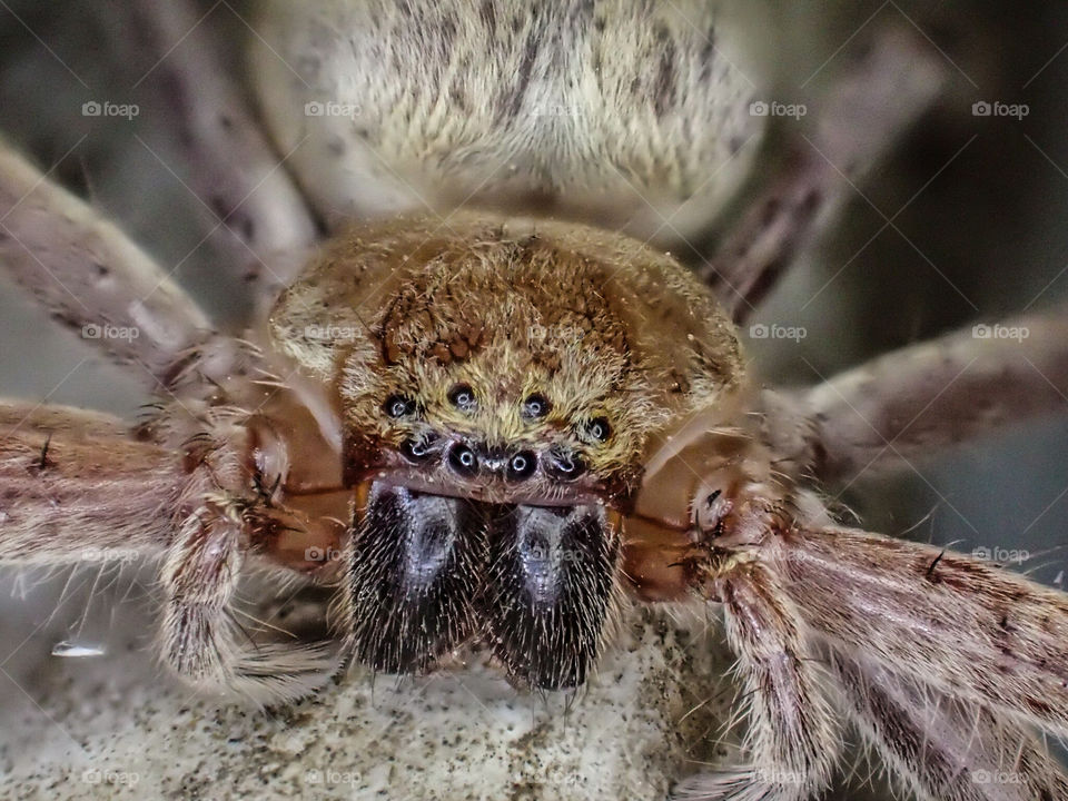 The eyes of a spider