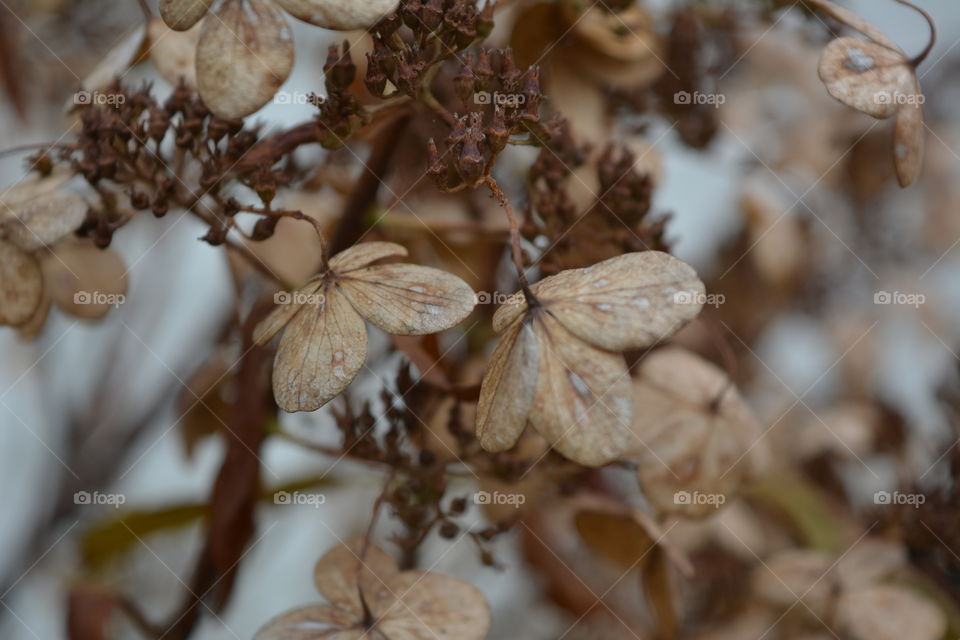 Nature, No Person, Christmas, Food, Dry