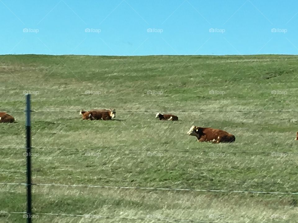 Cows laying down 