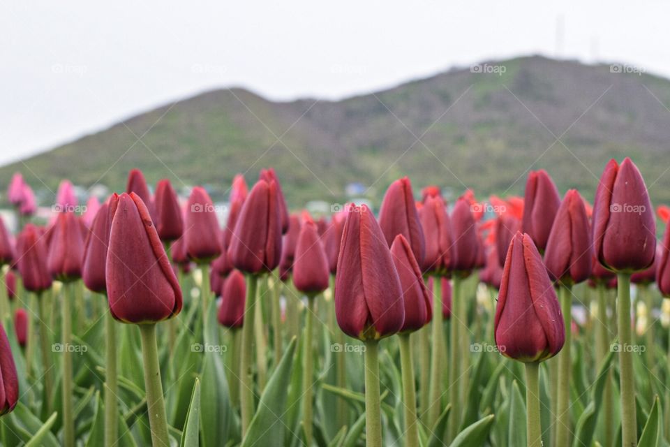 tulips