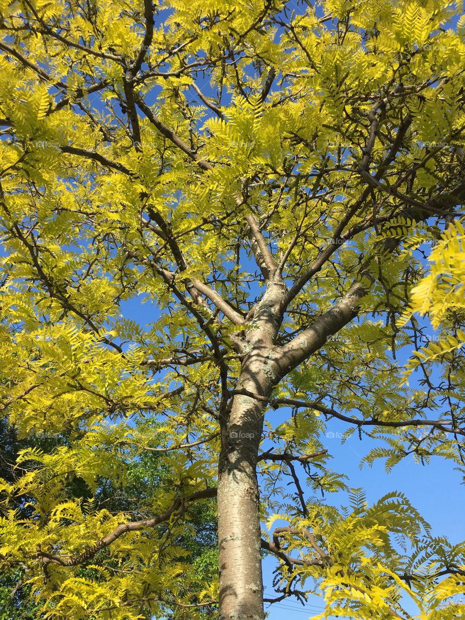 Spring tree with fresh leaves in morning light