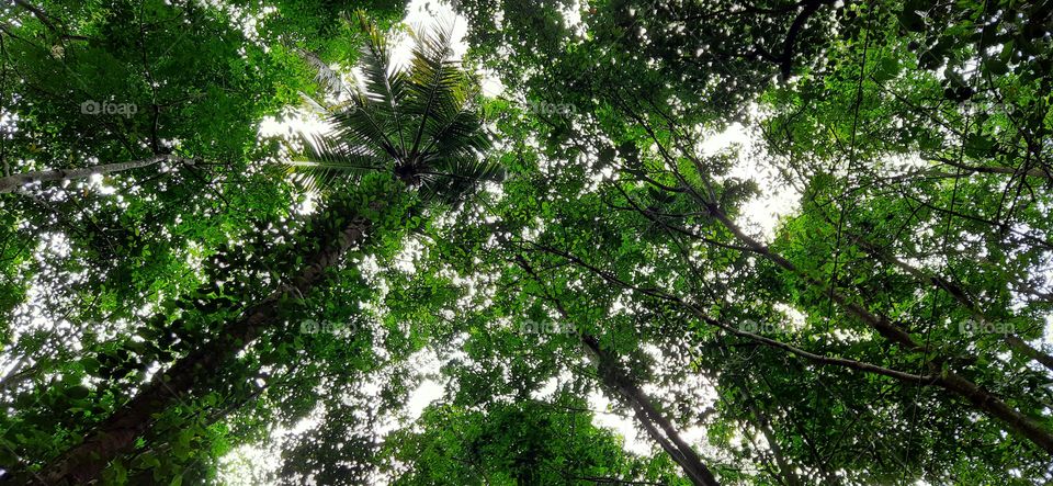 Hiding below the tree...An natural green sheet covers me