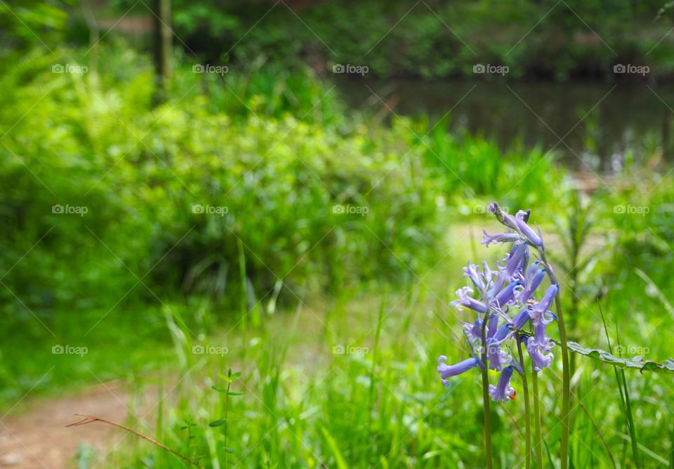 Bluebells in the woods