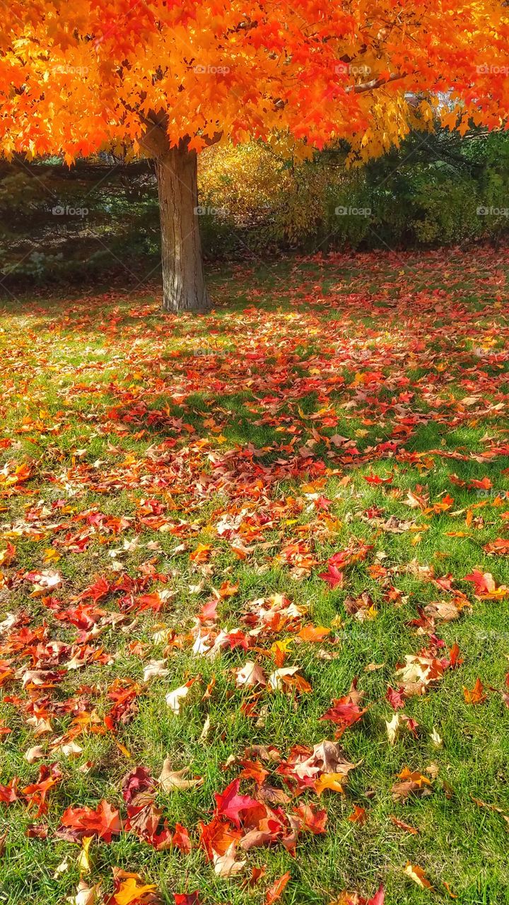 Autumn Leaves 