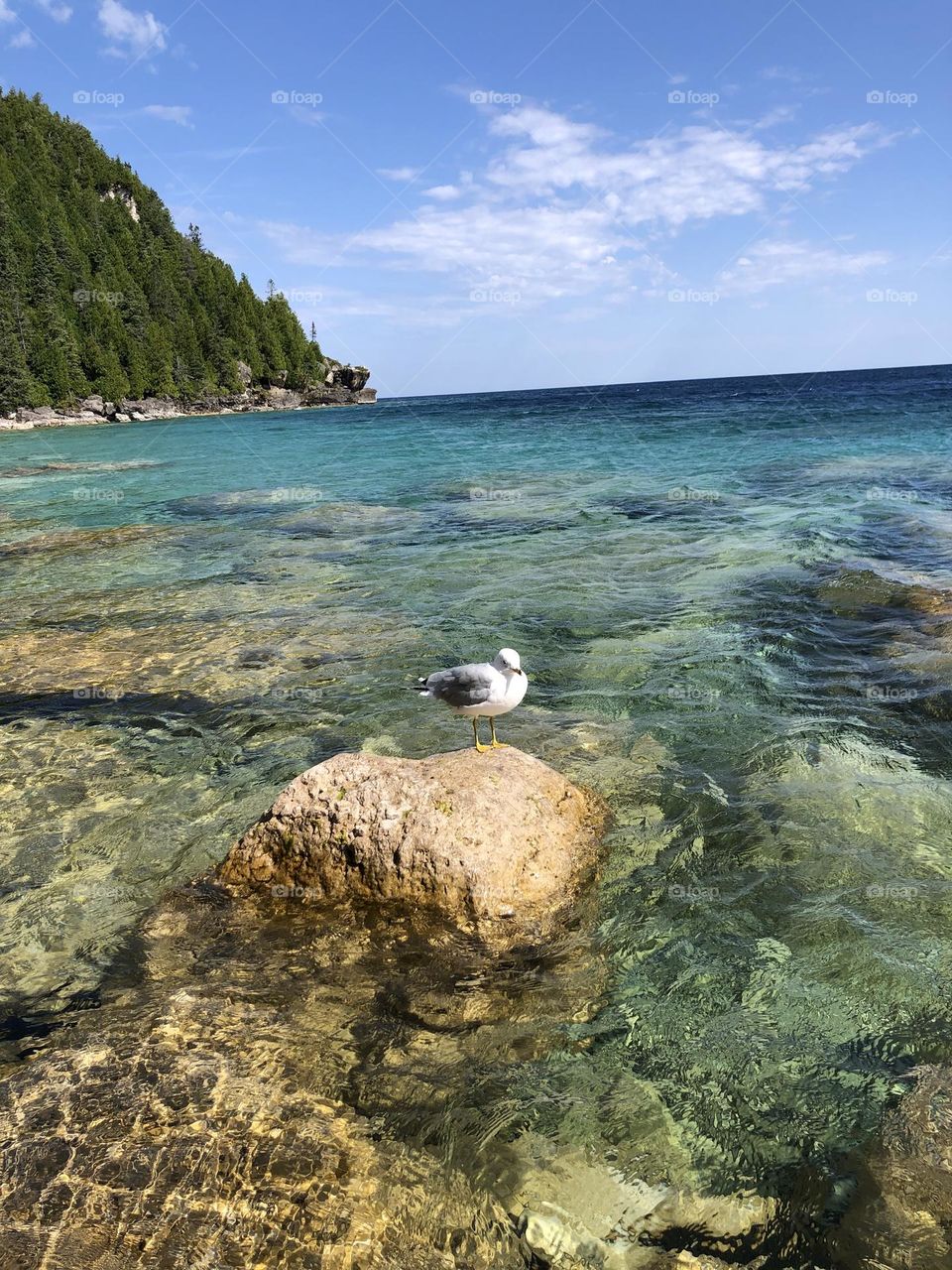 Bird over the rock and a crystalline water