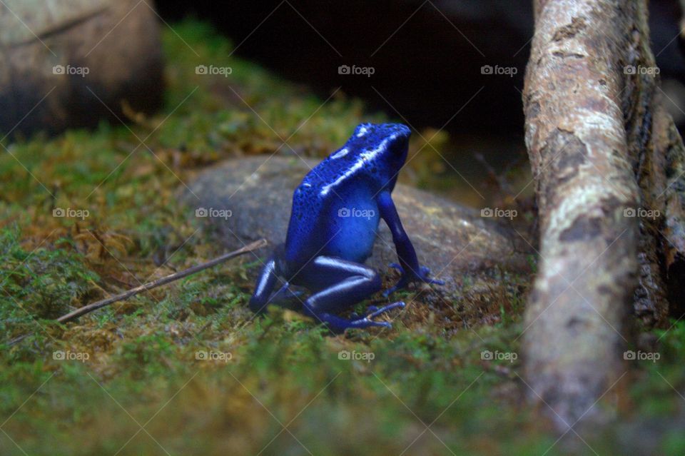 tropical blue frog looks almost unreal