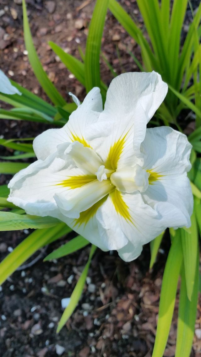 Iris