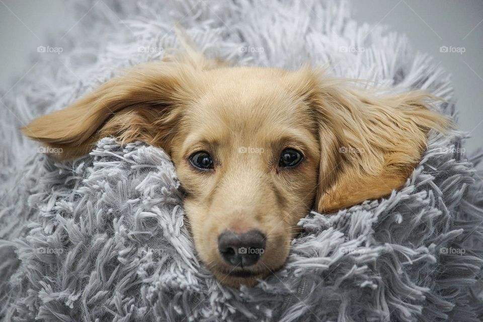 dachshund puppy sticking his head out of his furry bed