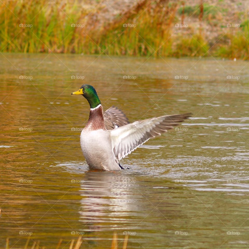 Duck, Bird, Waterfowl, Poultry, Lake