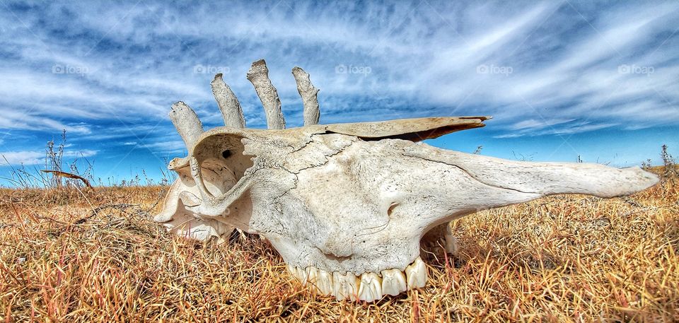 radical cow in pasture