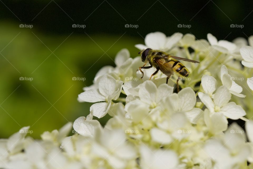 Bee On Flowers