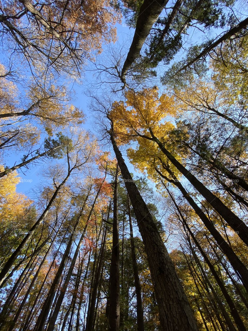 Fall in Connecticut 