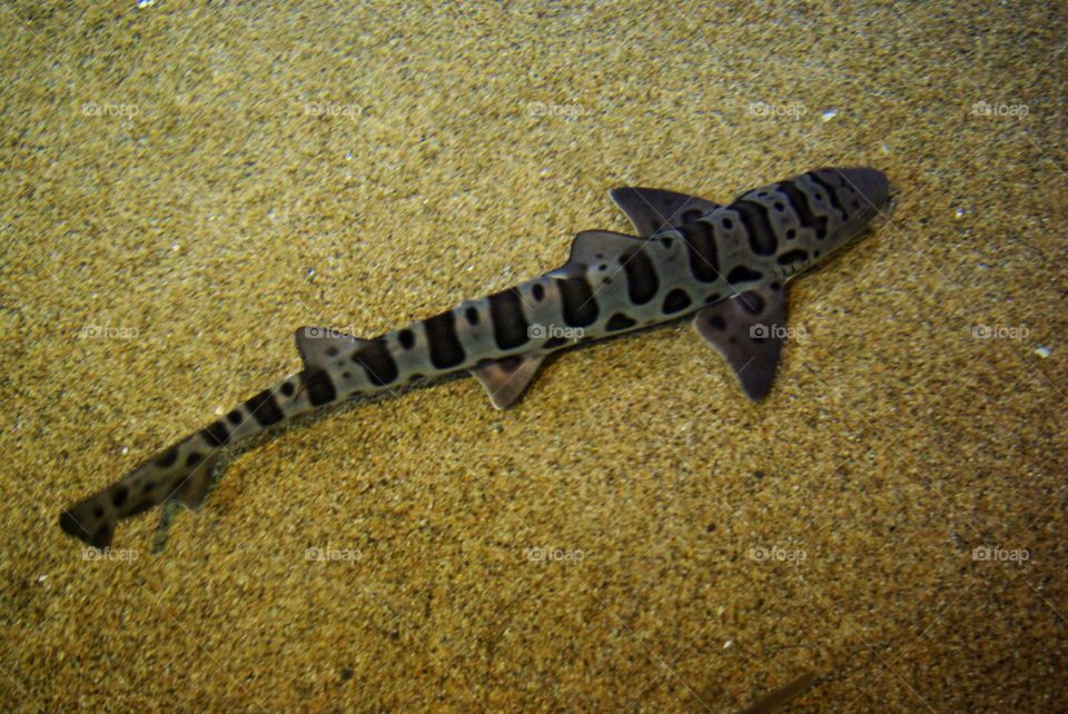 Leopard shark
