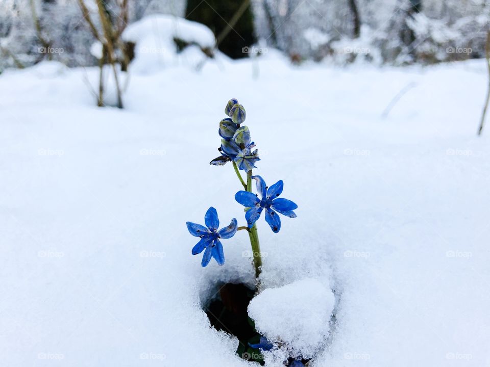 Flower and snow 