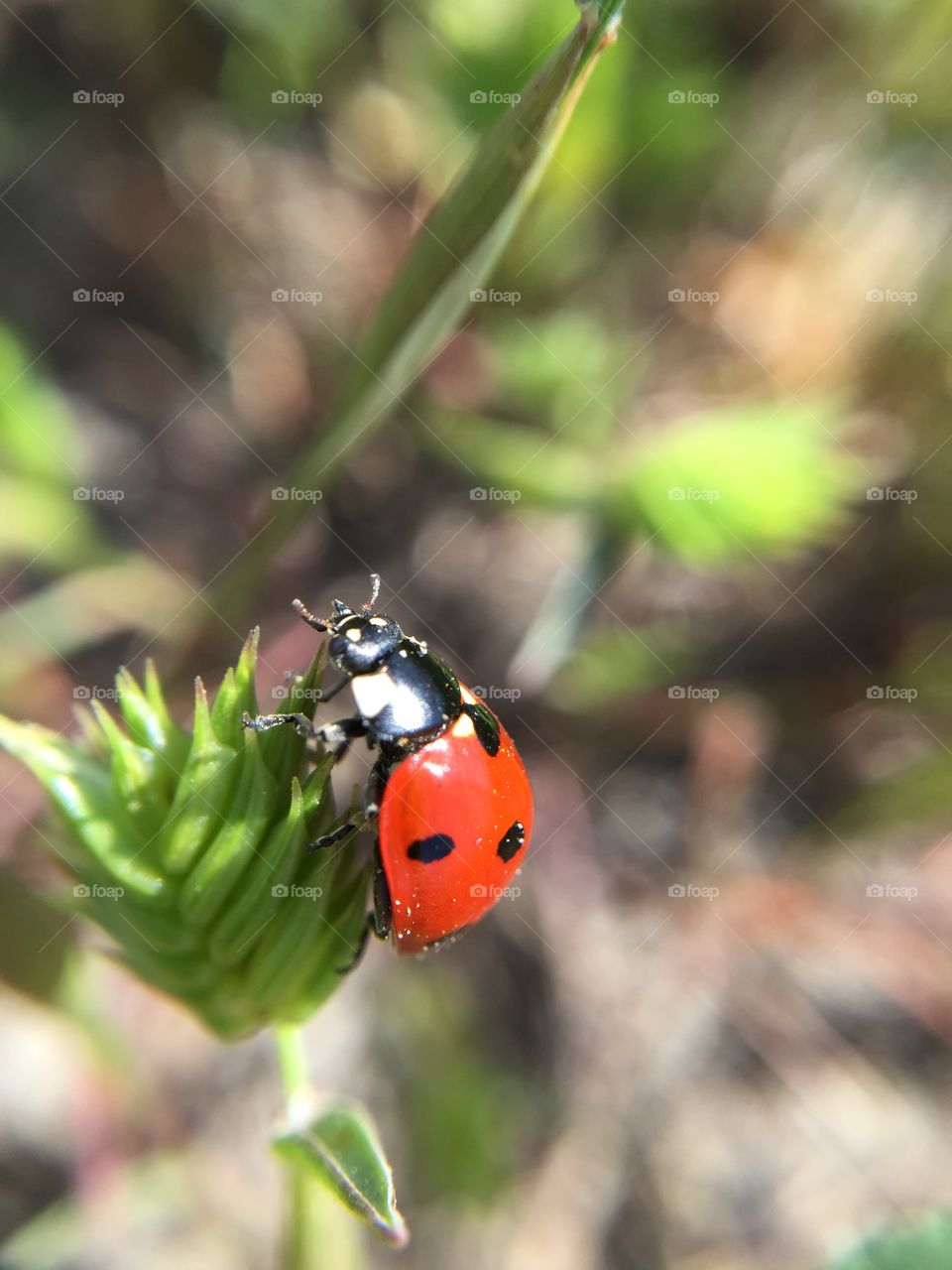 High angle view of ladybug