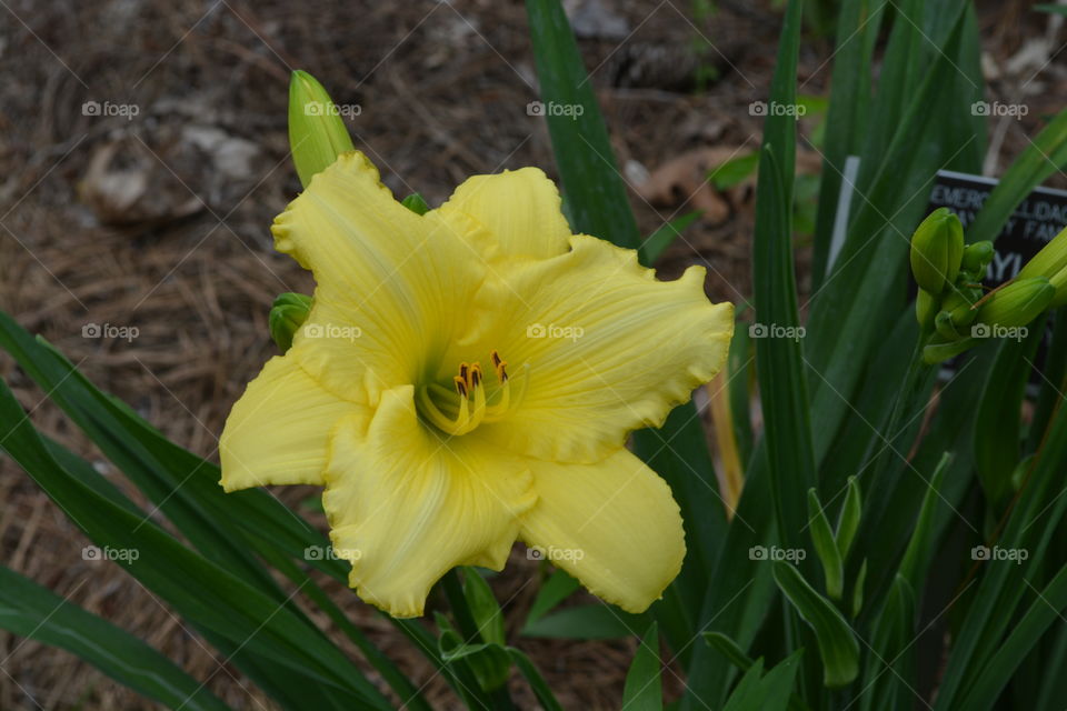 Pretty yellow flower that's in a flower garden 