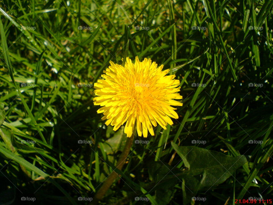 Yellow flower