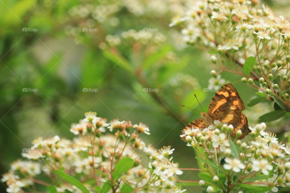 Beautiful and cute butterfly