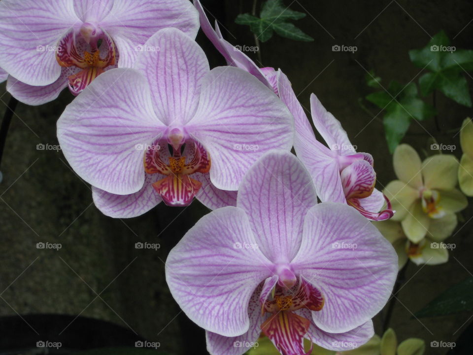 White/Pink Orchid