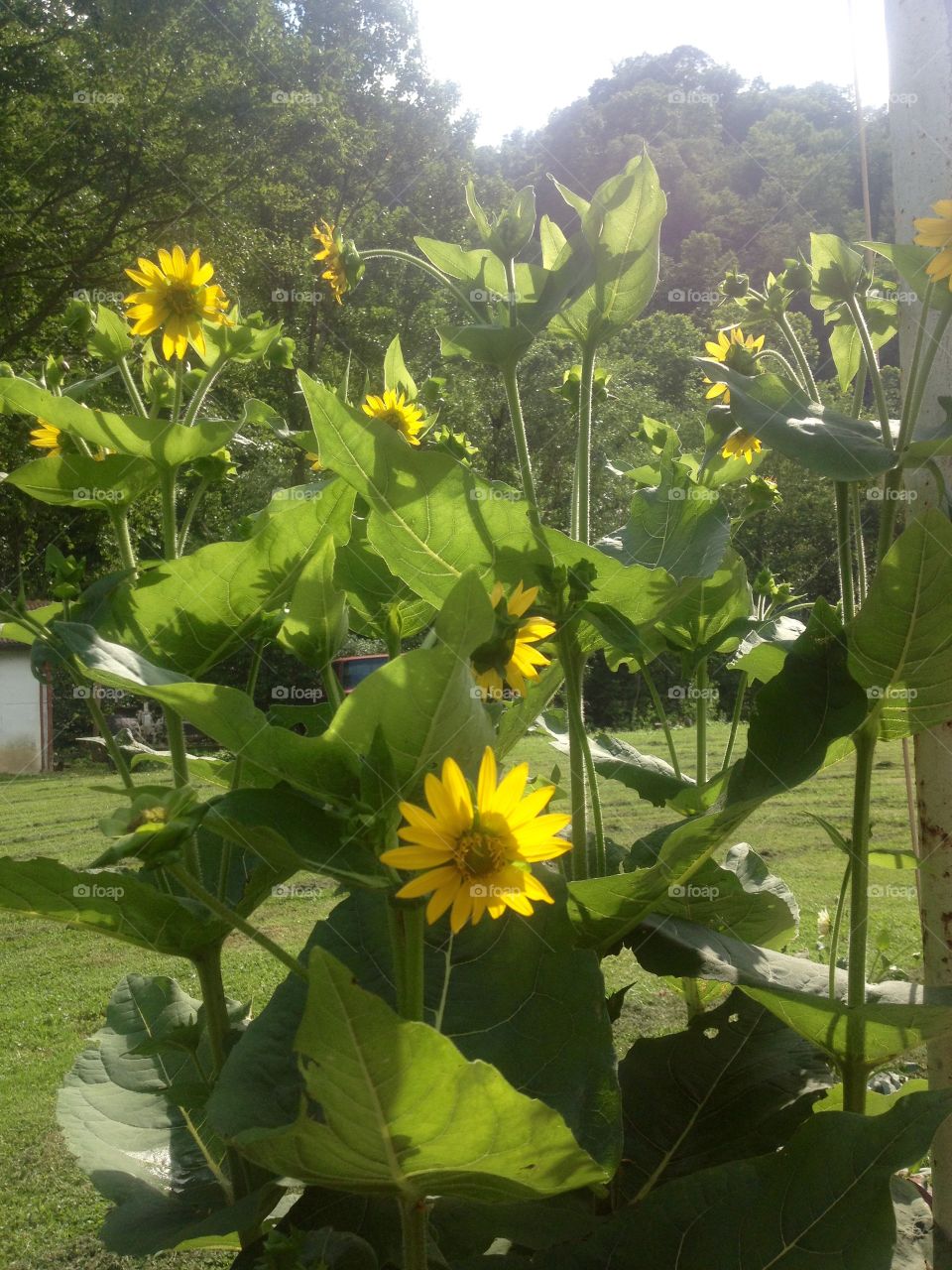 Yellow flower blooms